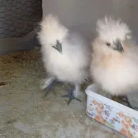 جوجه ابریشمی