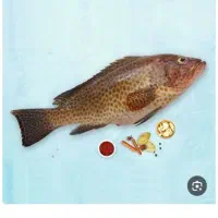 تازه تازه بار روز به روز