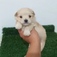 توله سگ شیتزو کراس عروسکی فرشته های فانتزی