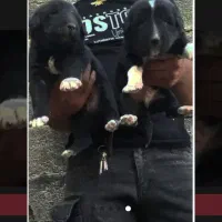 واگذاری توله سگ قدرجونی