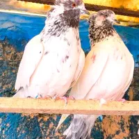 کفتر کبوتر کله دم سبز کله دار سو قدیم