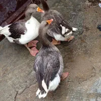 فروش قاز نر و ماده