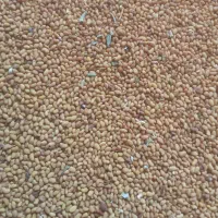 بذر یونجه پایه بلند