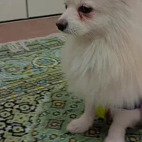 پامر بازیگوش|سگ|محلات, |دیوار