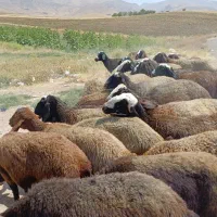 میش و گوسفند شال چن قلو زا