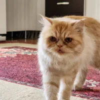 سه عدد گربه بالغ مولد فروشی|گربه|تبریز, |دیوار