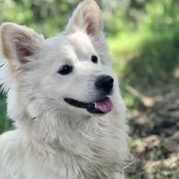 سگ میکس اشپیتز ژاپنی|سگ|لنجان, |دیوار