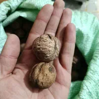 گردو|خوردنی و آشامیدنی|سنقر, |دیوار