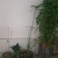 گل ناز پاندانوس  پتوس وگلهای آویزورونده|گل و گیاه طبیعی|نیشابور, شهرک فرهنگیان|دیوار