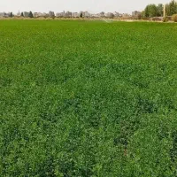 یونجه رودبار جنوب برای دام وطیور