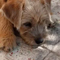 توله پاکوتاه نژادتریر وپودل سه ماهه قیمت 2میلیون|سگ|کرمان, |دیوار