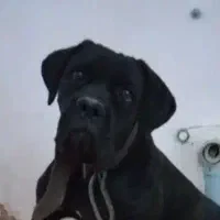 کنکورسو|سگ|تهران, شهرک چیتگر|دیوار