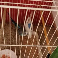 مرغ عشق|پرنده|شیروان (خراسان), |دیوار