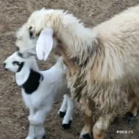 میش داشتی درجه یک عطیقه|حیوانات مزرعه|شیراز, شاپورجان|دیوار