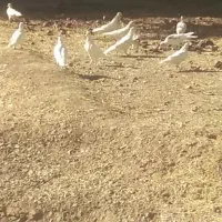 کفتر