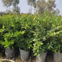 گل یاس|گل و گیاه طبیعی|نشتارود, |دیوار