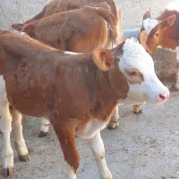 گوساله سیمینتال اصیل  و درجه یک