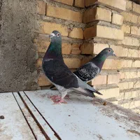 یک جفت مولد عتیقه..نرجان اردن خالص ماده ونروی خالص