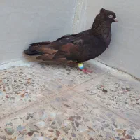 قهوه ایی ابادانی خوشکل نر معاوضه هم دارم|پرنده|شوش, |دیوار