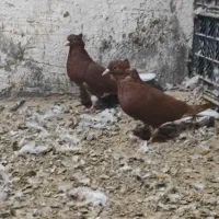 کبوتر رنگی    عقیلی|پرنده|گتوند, |دیوار