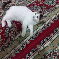 واگذاری گربه خانگی|گربه|یزد, |دیوار