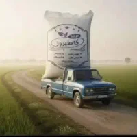 برنج کامفیروزی به شرط پخت