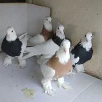 ۵عدد کفتر طوقی پاپر همه یکجا|پرنده|قرچک, داوود آباد|دیوار