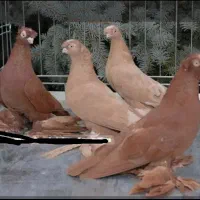 کبوتر راعبی ازبکی