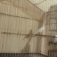 ماده آماده آماده و نر مست|پرنده|گرگان, |دیوار