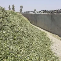 ذرت علوفه ای|لوازم جانبی حیوانات|گناباد, |دیوار