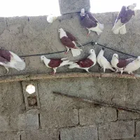 باسلام خدمت دوستان عزیز