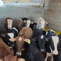 گوساله ماده۱۶ راس|حیوانات مزرعه|کوهدشت, |دیوار