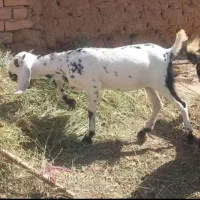 بز پاکستانی پنجابی