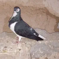 کبوتر ساده نر