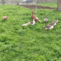 غاز وبوقلمون