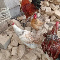 مرغ و خروس محلی و گلین|حیوانات مزرعه|سیجوال, |دیوار