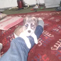 سگ پاکوتاه