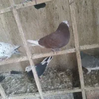 کبوتر تهرانی