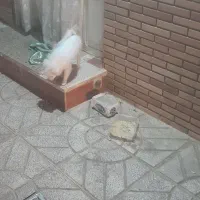 پامرین|سگ|مبارکه, |دیوار