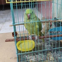 پرنده طوطی ملنگو