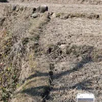 زمین مزروعی ۲۰۰۰ متر شیراباد تالش|فروش زمین و ملک کلنگی|حویق, |دیوار