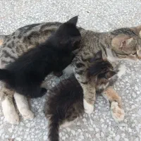 بچه گربه خانگی رایگان