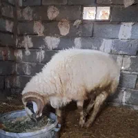 قوچ معاوضه با بره