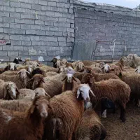 دامداری افشین یادگار|حیوانات مزرعه|اردبیل, |دیوار