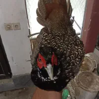 پرنده زینتی