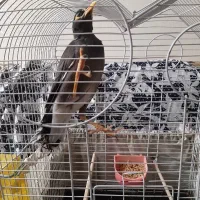 مرغ مینای سخنگو ده ماهه سرحال و باهوش