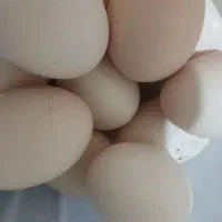 تخم مرغ ارگانیک