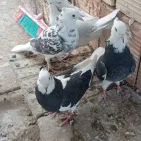 دوجفت نر ماده عالی|پرنده|جغتای, |دیوار