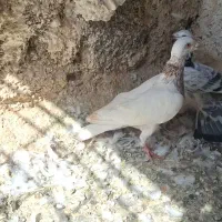 دو عدد کبوتر پرشی|پرنده|تربت‌حیدریه, تپه ننه حجی|دیوار