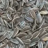 تخمه آفتابگردان درجه ۱